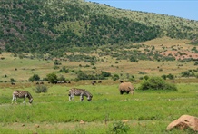 Pilanesberg National Park